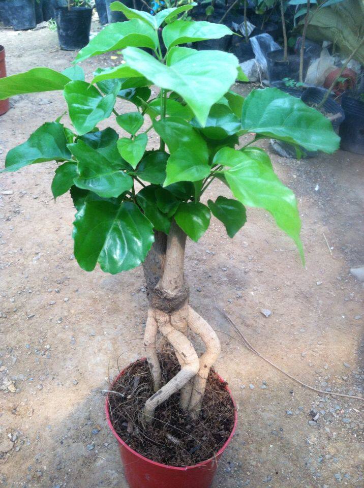 盆栽绿宝办公室常绿叶常绿桌面观室内办公树桩小盆绿植