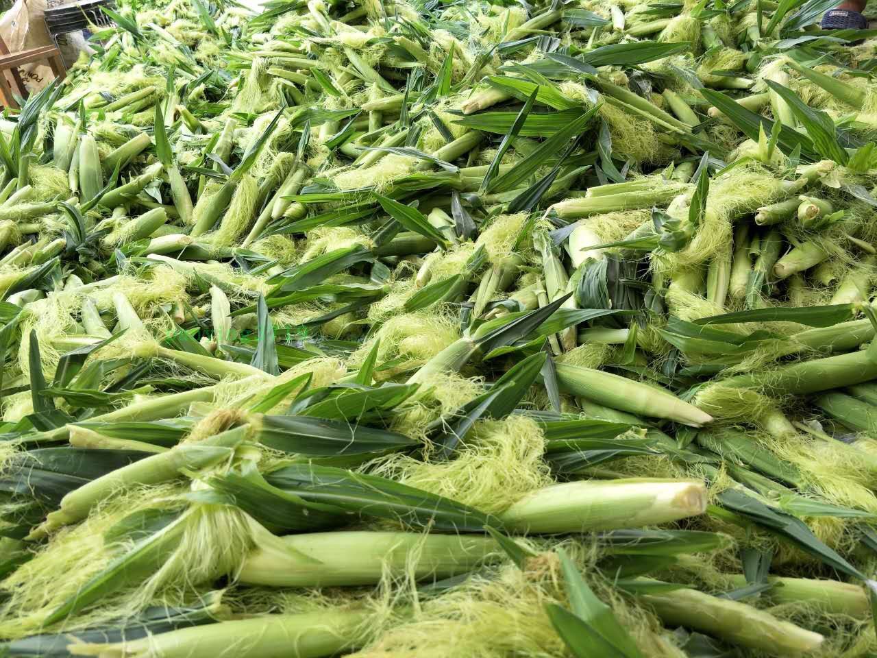 农产品新鲜小玉米芯仔玉米餐馆酒店菜现摘现发9斤新鲜玉米