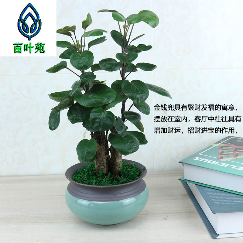 金钱植物钱树金钱树盆栽绿植大型室内办公室办公绿植