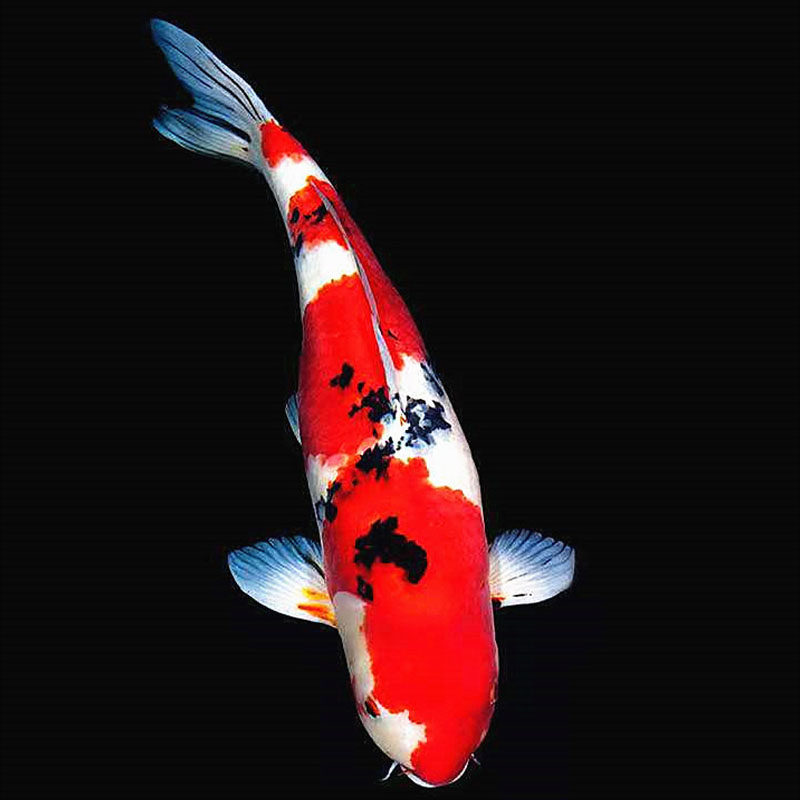 冷水淡水观赏鱼招财纯种三色红白小锦鲤活体鱼苗鱼