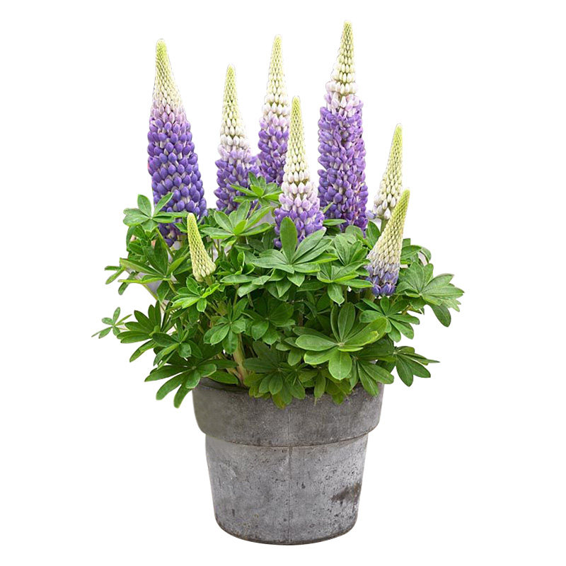 现货羽扇豆鲁冰花苗 多年生宿根草本花卉庭院花园花境植物