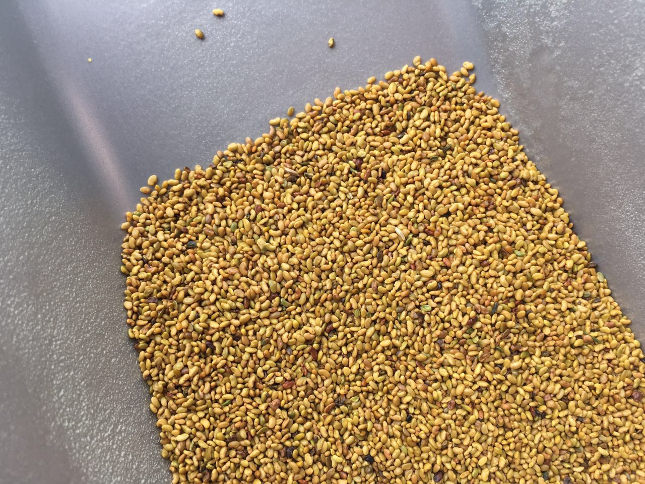 紫花苜蓿种子多年生四季南北方牧草籽芽苗菜绿化蜜源绿肥草木犀