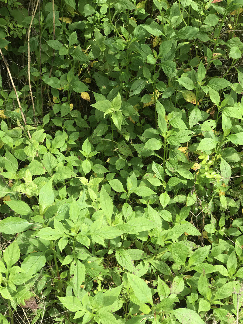 新鲜野生苦菜 苦甲苦夹 将军草 苦斋婆菜 败酱草500g 3份包邮