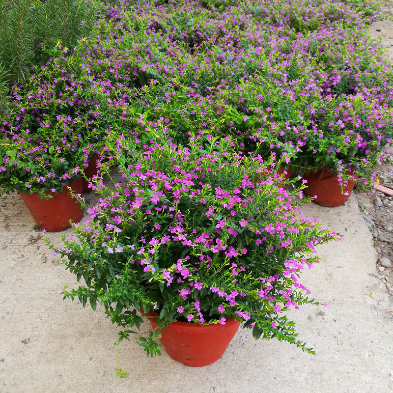 满天星盆栽耐热植物大叶大盆包邮室内阳台绿植时令草本花卉