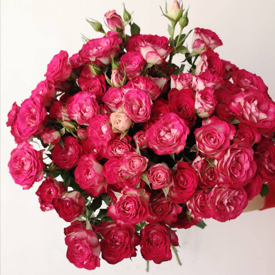 狮子座玫瑰玫瑰花花苗复色多头切花月季阳台庭院时令草本花卉