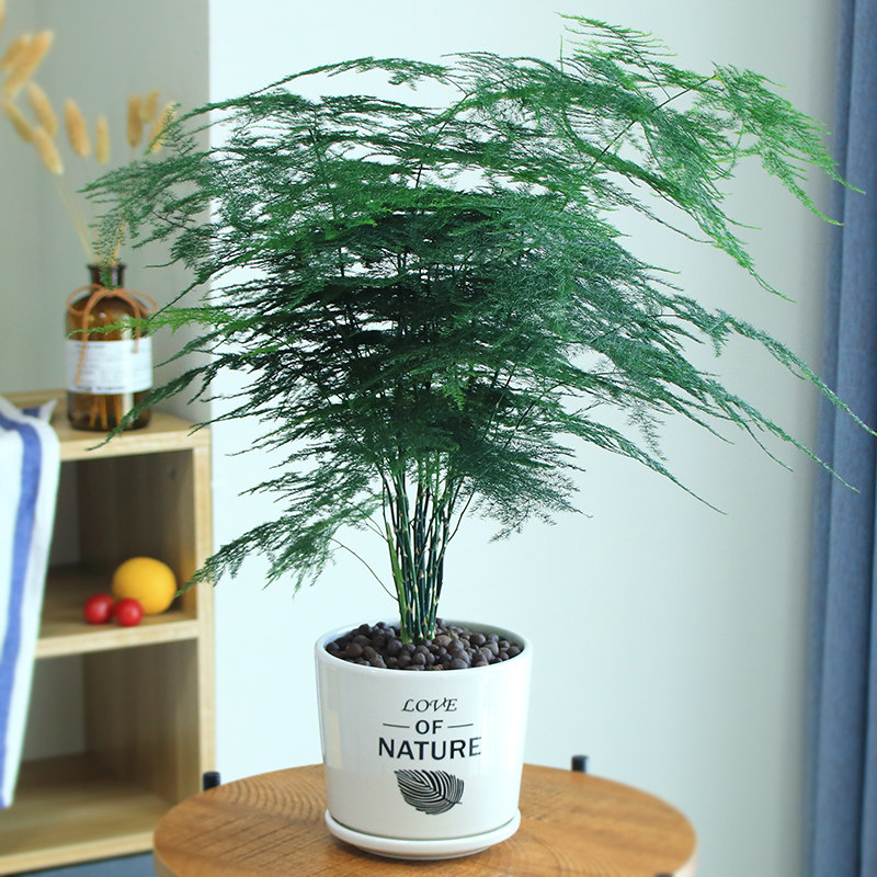 盆栽文竹盆景植物室内客厅花卉办公室绿植