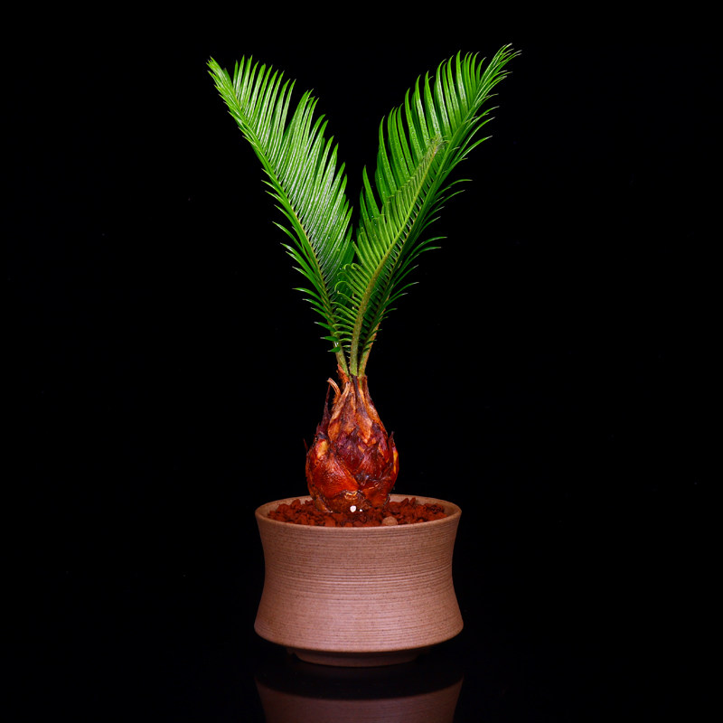 铁树苏铁招财盆栽苗小型微盆景室内阳台净化空气防辐射花卉绿植