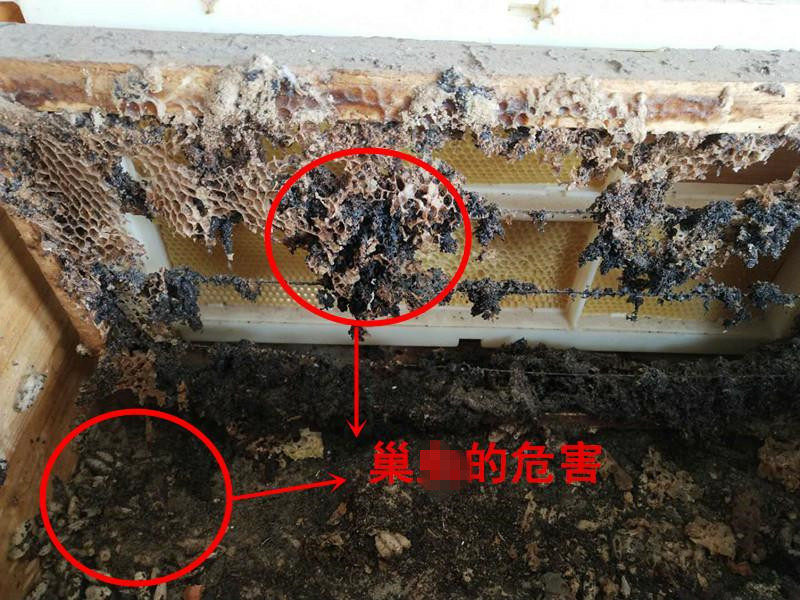 蜂药巢虫药巢虫灵蜜蜂巢虫清木片中蜂棉虫药康宽巢虫绝棉虫绝包邮