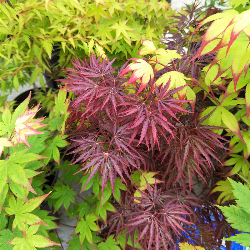 枝垂红羽毛朱红垂青石榴猩猩日式花园庭院盆栽观叶