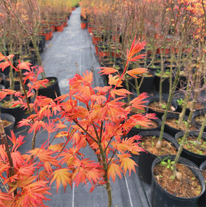 枫树 红 茜空 新品种彩叶红枫黄金枫庭院树