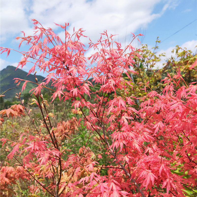 泰勒枫树粉红粉红色色系阳台盆栽观赏植物槭树进口观叶