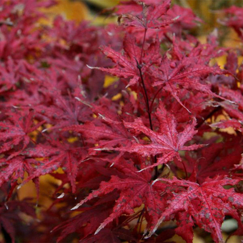 红叶品种笠置山枫树春季代表之一脉叶盆栽红枫观叶