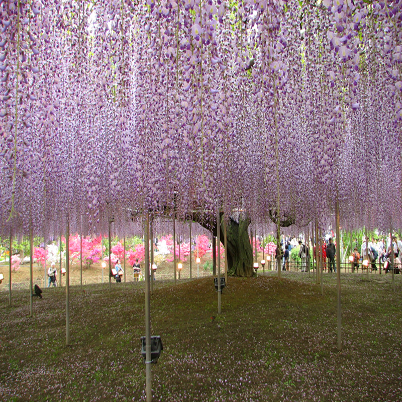 日本紫藤树苗九尺八重黑龙多花花色盆栽观叶