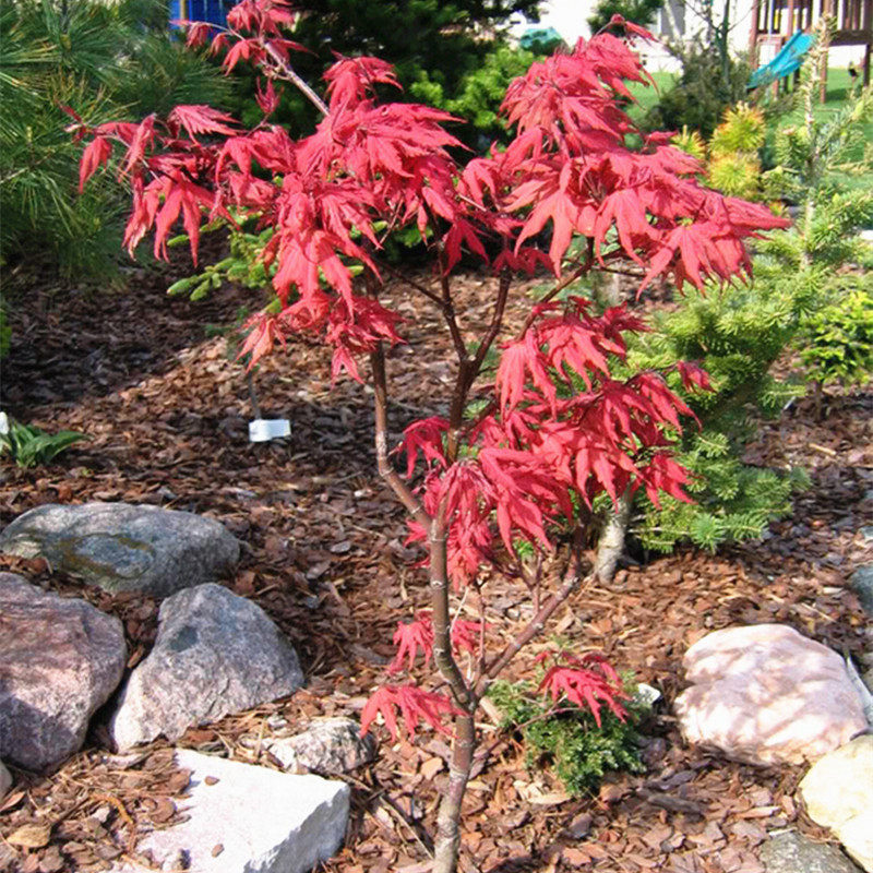 红叶品种笠置山枫树春季代表之一脉叶盆栽红枫观叶
