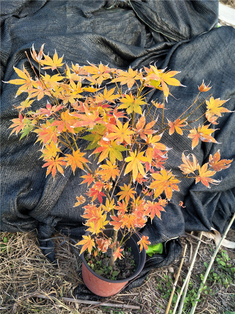 枫树黄八丈 日本红枫盆栽槭树枫树山红叶大叶品种马洋