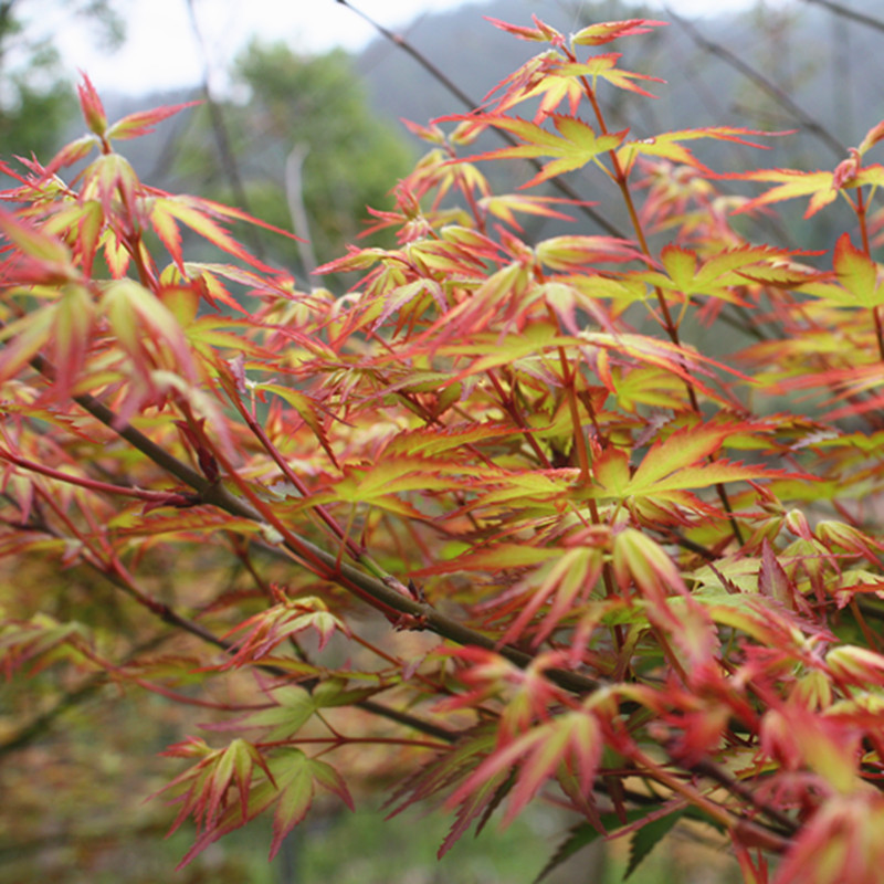 枫树盆景紫清清姬小叶日本红枫微型素材观叶