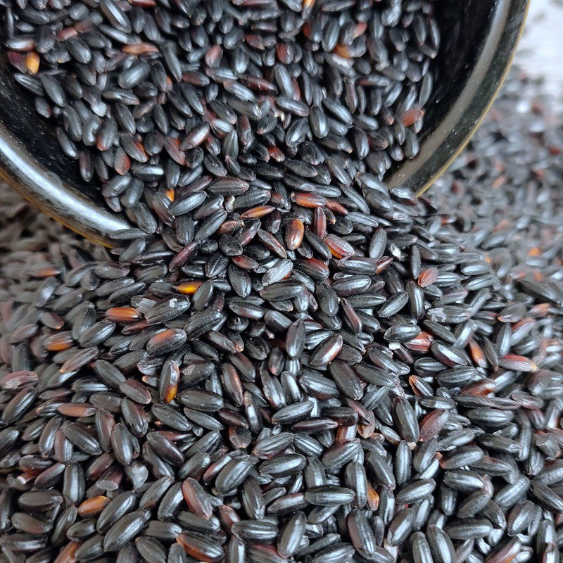 东北黑米农家新粮黑糙米发芽香米五谷杂粮煮粥米饭黑米