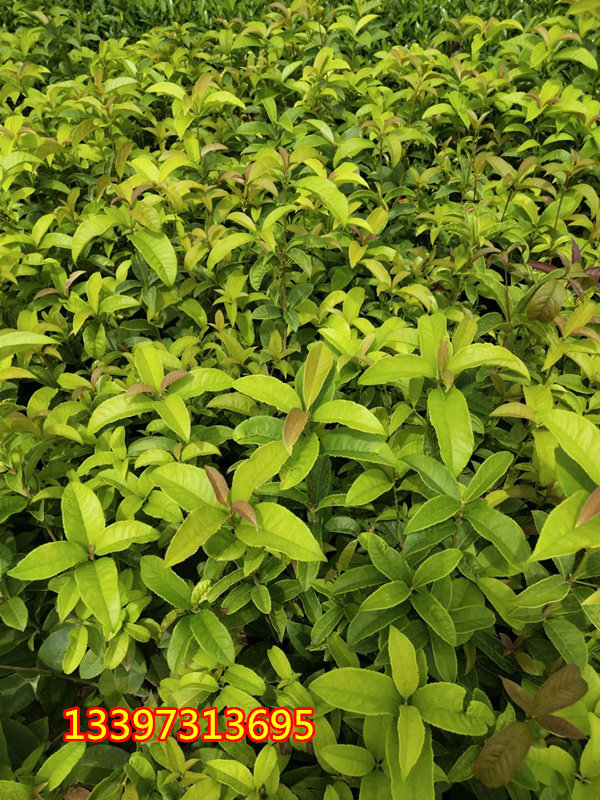 四季桂花树苗花开不断四季开花桂花小苗庭院别墅绿化带原土发货