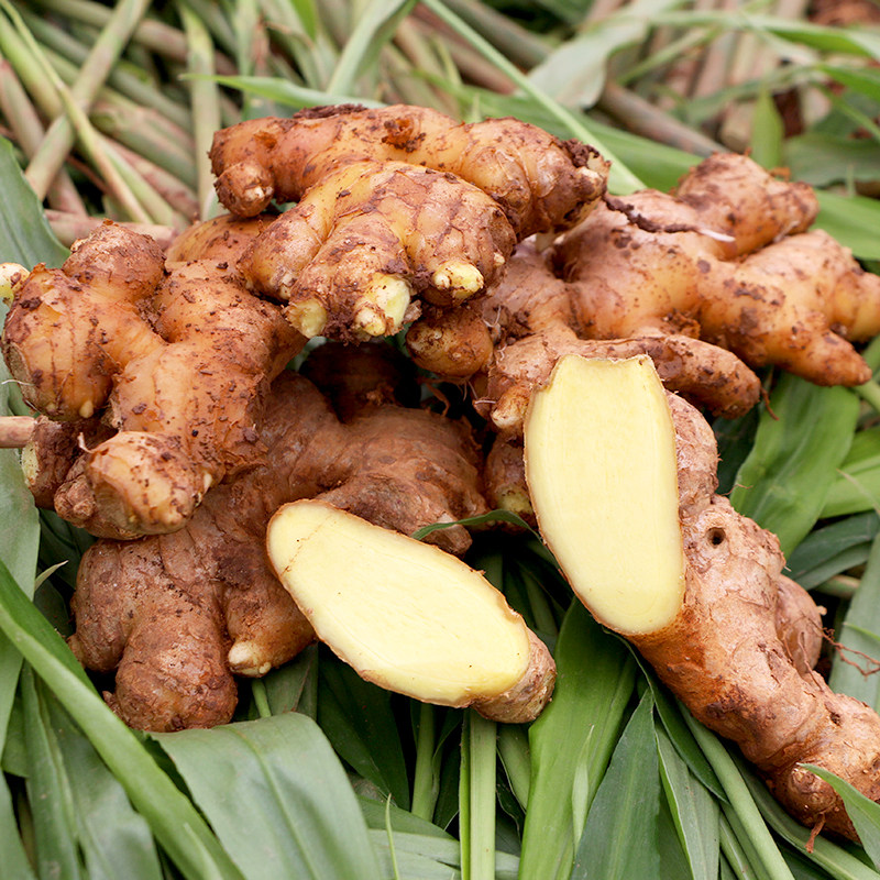 5斤土姜当季黄姜大黄生姜新鲜姜新鲜老母老姜生姜