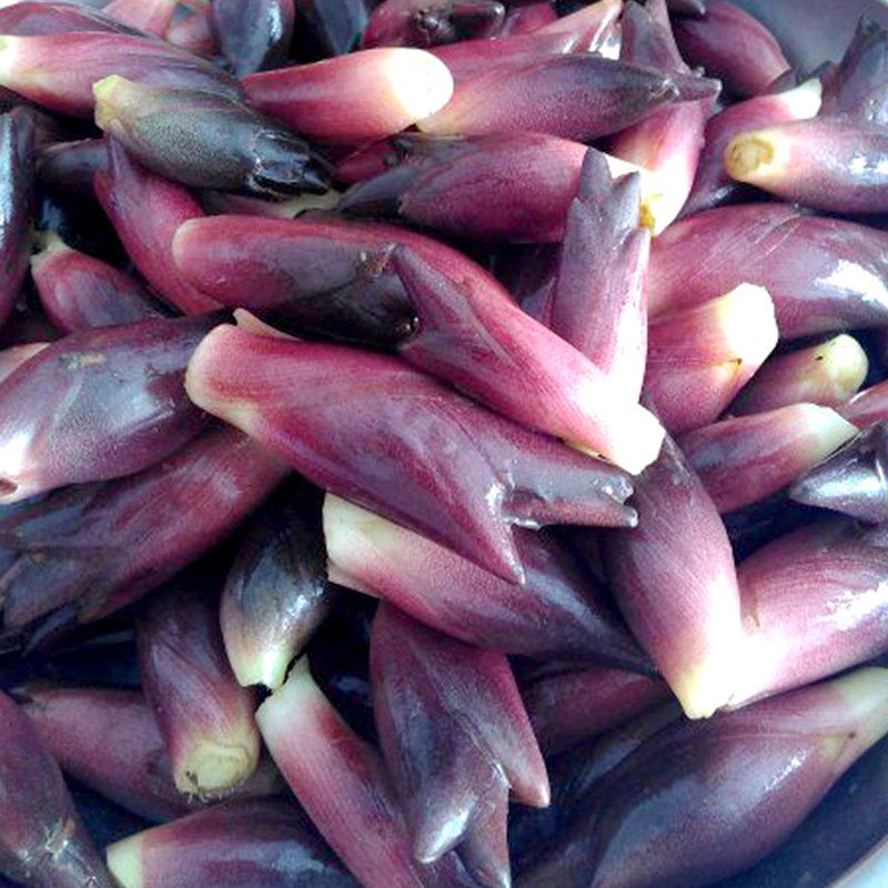 当季现货速发野生阳荷5斤新鲜野菜蘘荷姜笋其它