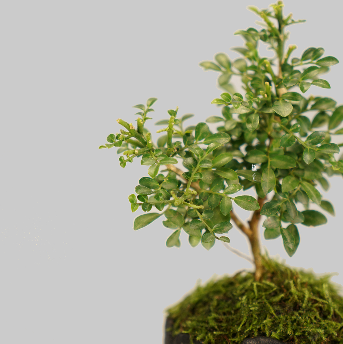 九里香植觉达摩迷你桌面开花植物绿植盆栽创意绿植