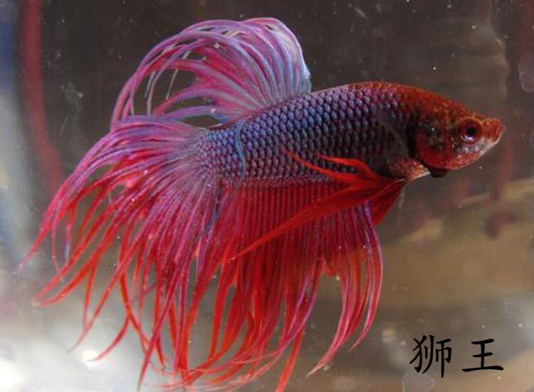 斗鱼泰国马尾狮王半月热带鱼观赏鱼活体鱼