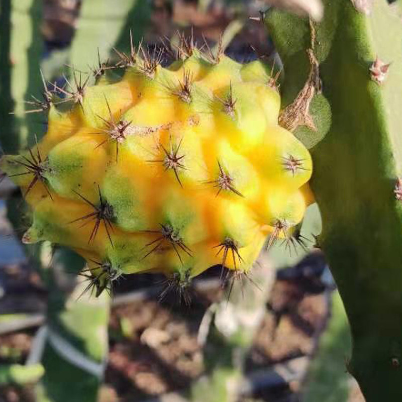 产地5斤海南金麒麟燕窝三亚新鲜水果黄皮黄金火龙果