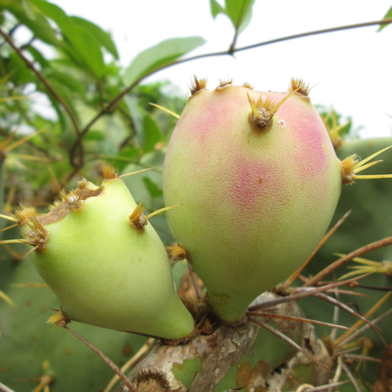 空运大果5斤装海南三亚仙人掌果热带新鲜水果仙桃红心红肉仙人果