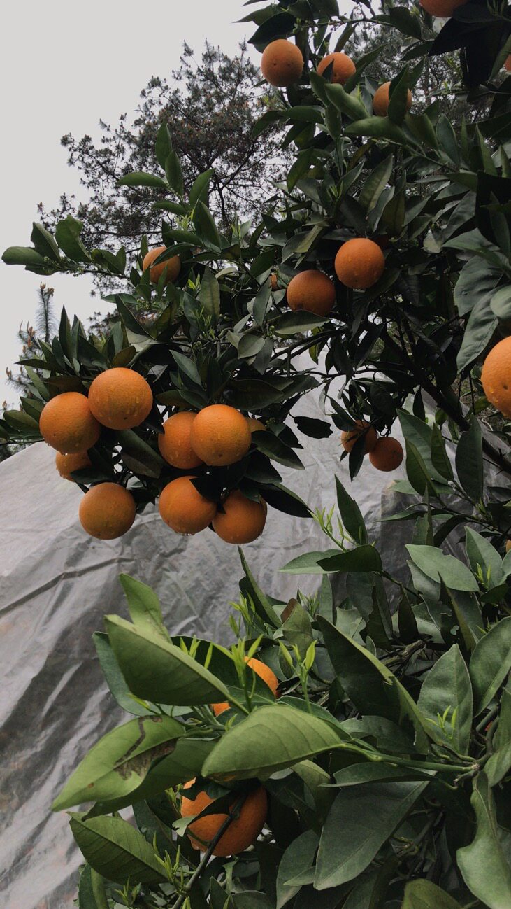 新鲜广西桂林特产水果夏橙橙子带箱10斤多汁橙