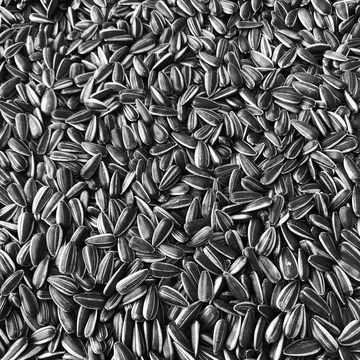 瓜子小油葵籽黑皮黑珍珠鸽子鹦鹉鸟类食物零食瓜子