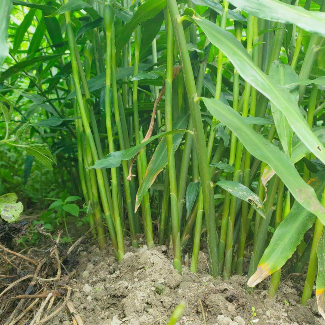 广东新鲜现挖小黄黄姜农家有机种植生姜老姜生姜
