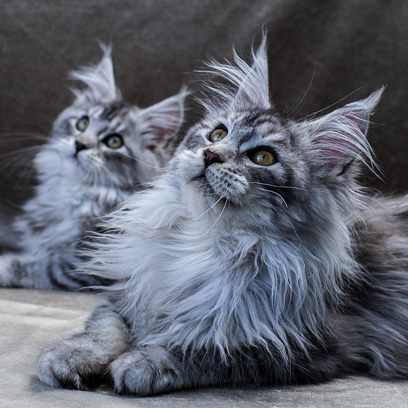 猫咪缅因猫幼纯种库恩长毛幼猫活体赛季银虎猫咪