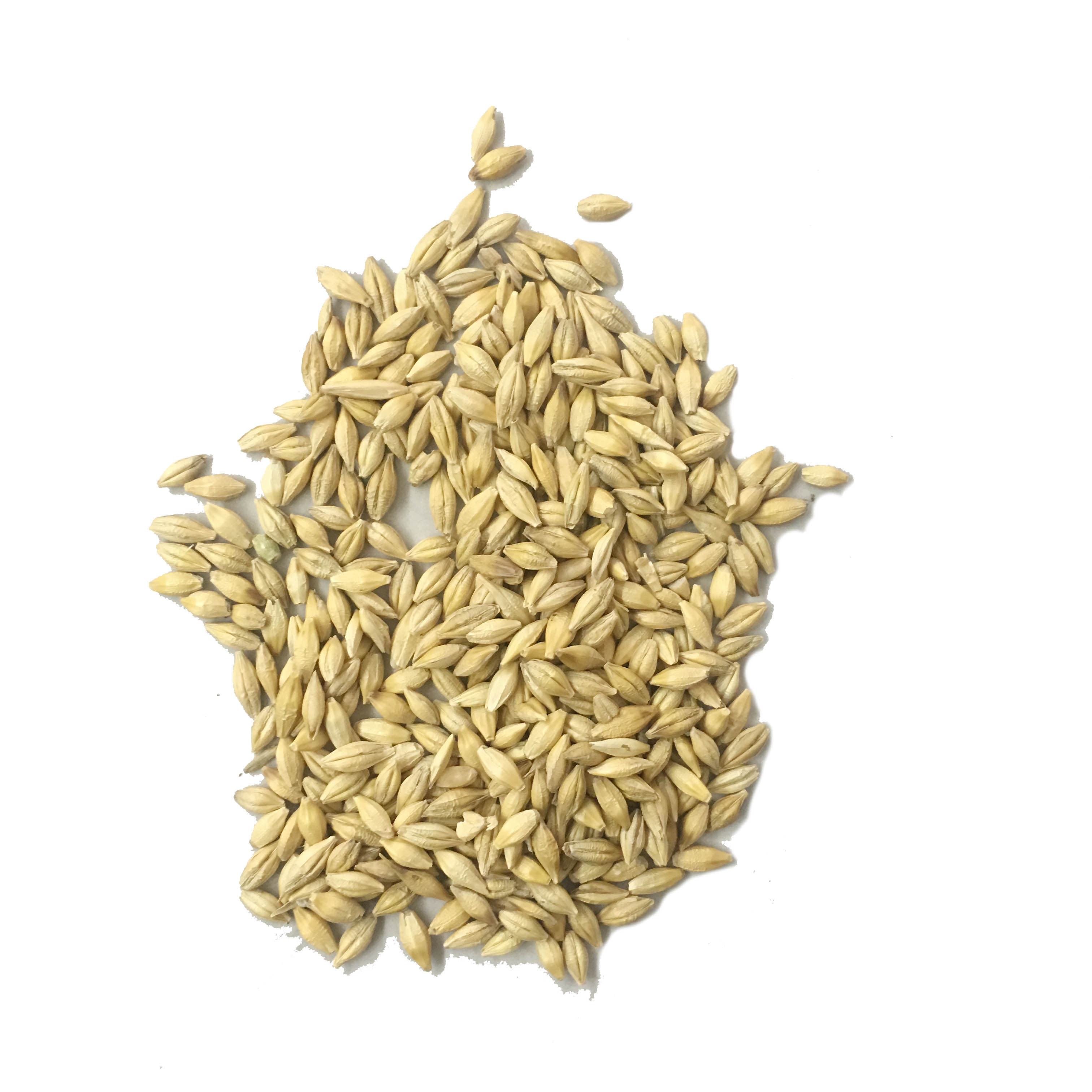 种子燕麦牧草进口小麦耐寒耐旱大麦种籽发芽家庭园艺种子