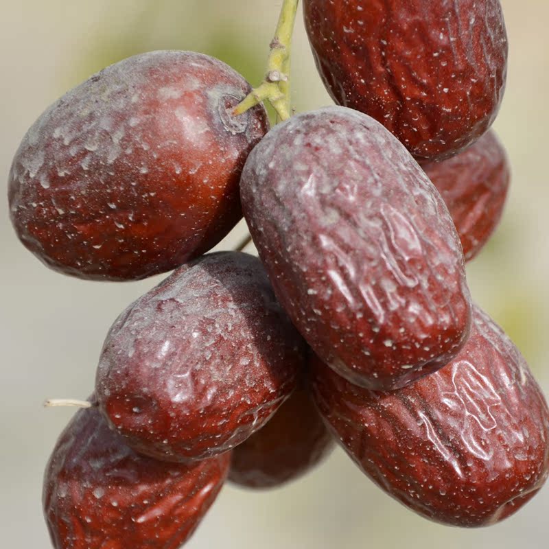 新疆特产特级4星若羌红枣灰枣一级楼兰红枣1000g非和田大枣零食