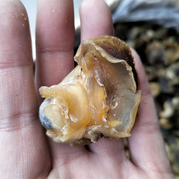 500克野生大香螺肉干9成干海螺肉贝肉咕噜肉海鲜水产