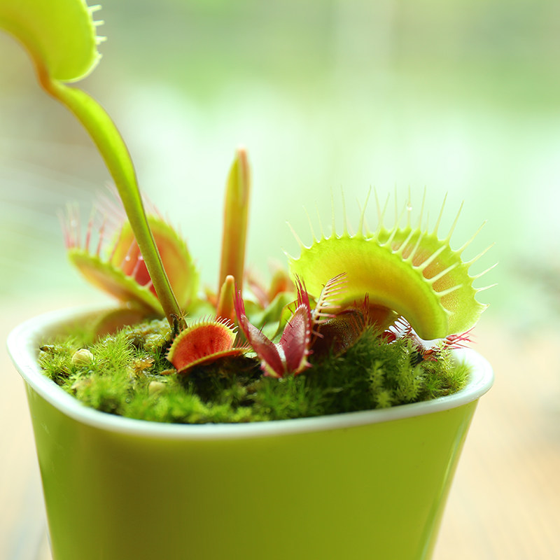 捕蝇草食人花盆栽苗食虫植物驱蚊草多肉植物抓蚊虫趣味含盆土包邮