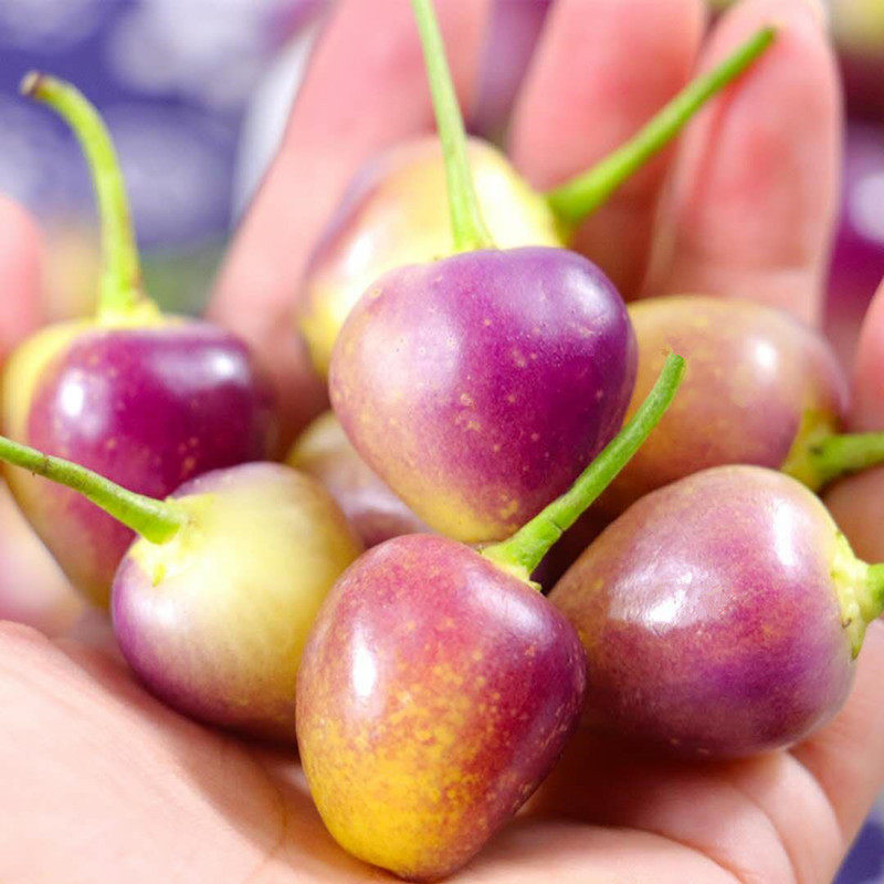 七彩椒辣椒5斤五彩灯笼椒 五彩椒广西农家特产 珍珠泡椒五色椒