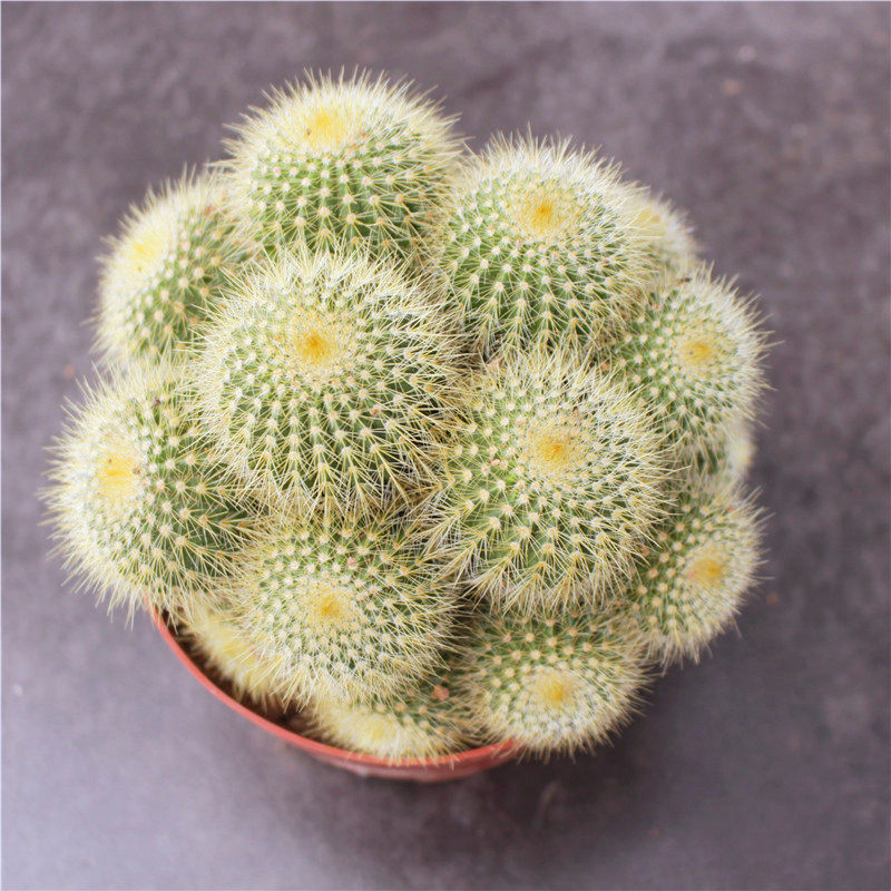 群生金冠仙人多头黄色办公室桌面植物大盆盆栽多肉植物