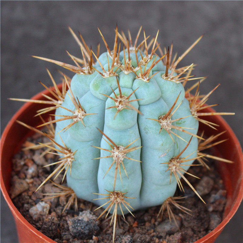 佛塔柱仙人球 超大仙人柱蓝色小盆栽 开花室内装饰好养 稀缺花卉