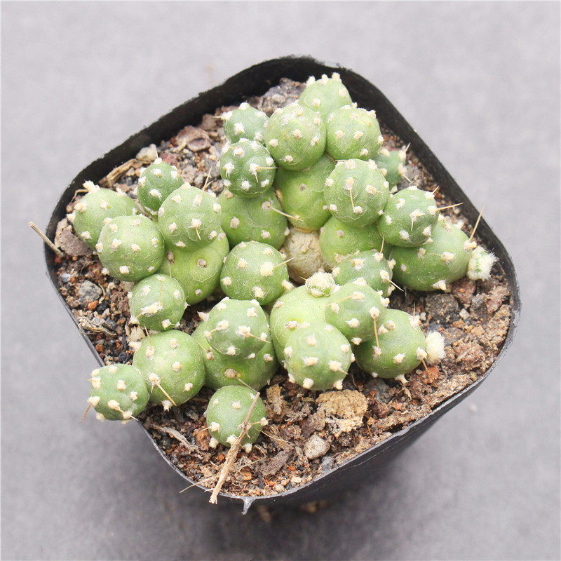 罗西安娜团扇群生仙人球开黄花桌面植物花卉多肉植物