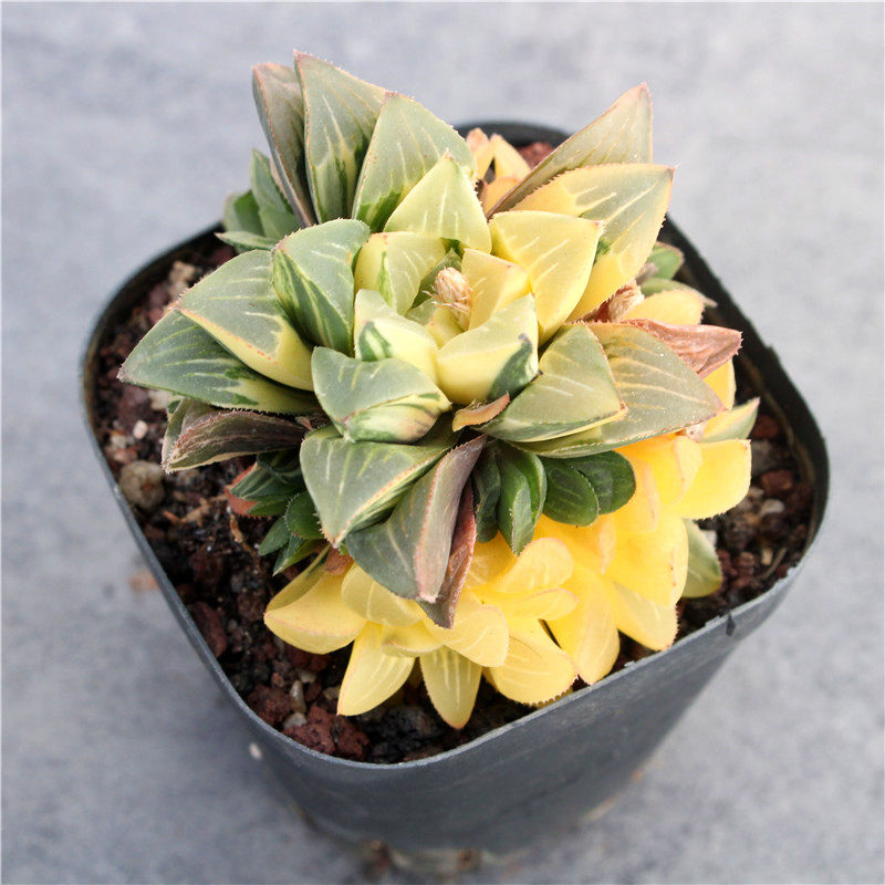 姬寿多肉植物十二花卉群生自然稀缺进口盆栽多肉植物