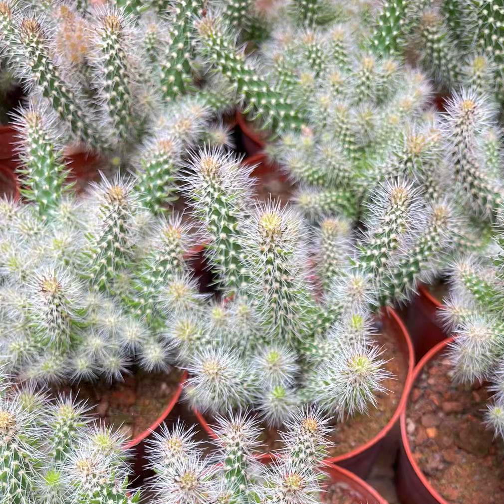 群生松鼠团扇黄色花仙仙人植物小盆盆栽软毛多肉植物