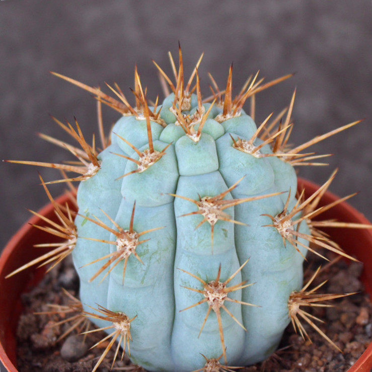 佛塔柱仙人球 超大仙人柱蓝色小盆栽 开花室内装饰好养 稀缺花卉