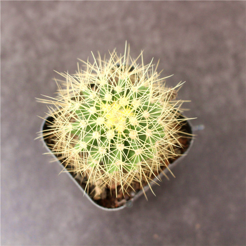 黄彩玉多肉绿植花卉防辐射盆栽小盆组合植物开花多肉植物