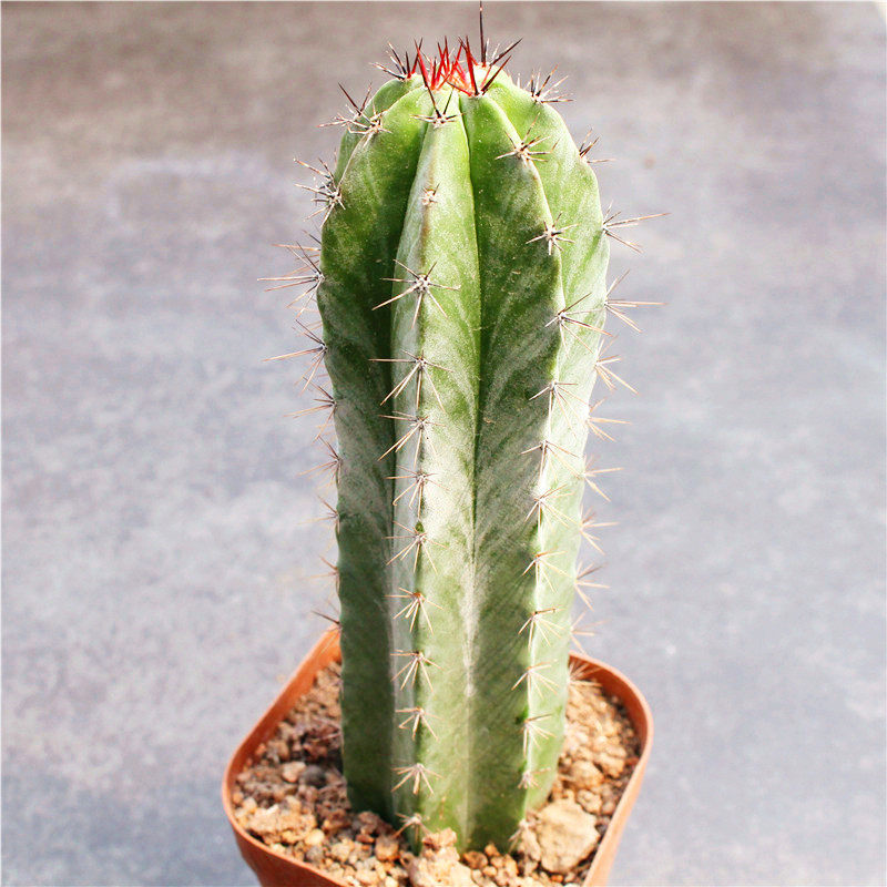 朝雾阁创意仙人开花多肉植物小盆盆栽沙生室内多肉植物