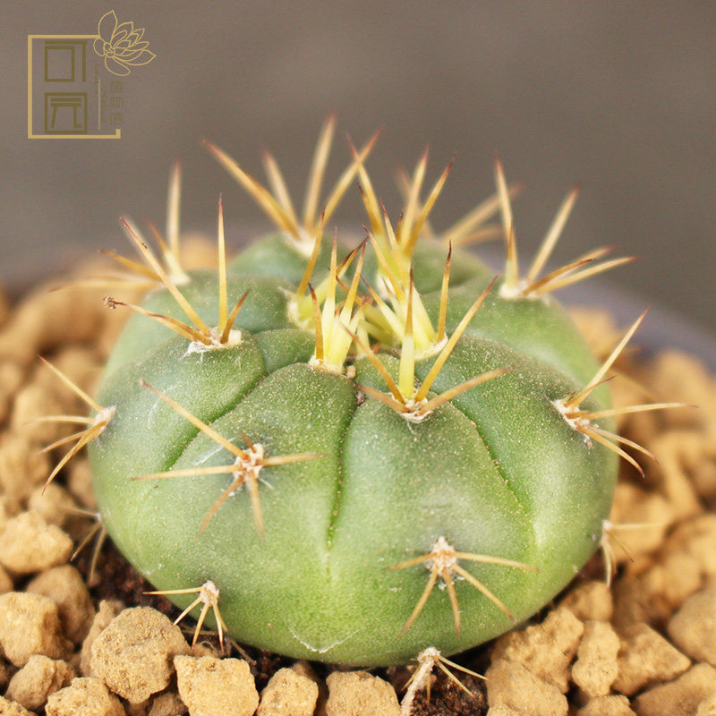 勇将丸仙人球小苗 实生创意开花防辐射花卉小盆栽 桌面绿植特价