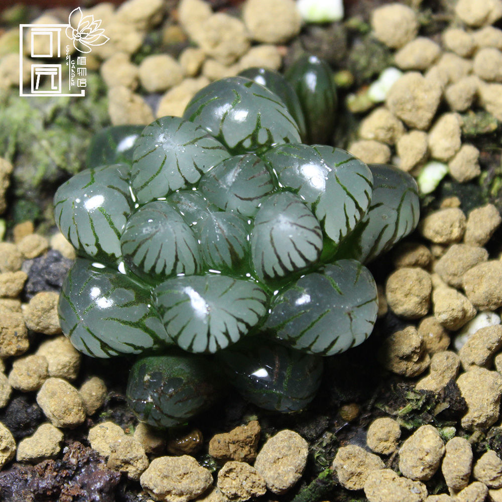 潘氏冰灯玉露十二卷多植物小盆盆栽办公办公室多肉植物