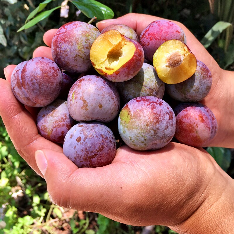 脆红李现摘四川凤凰五月冰糖青红李子新鲜脆甜李子