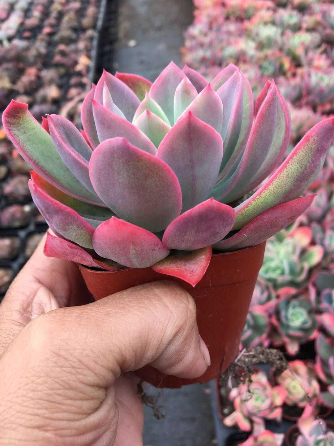 植物多肉绮罗防辐射肉肉状态好童童话园艺全店满多肉植物