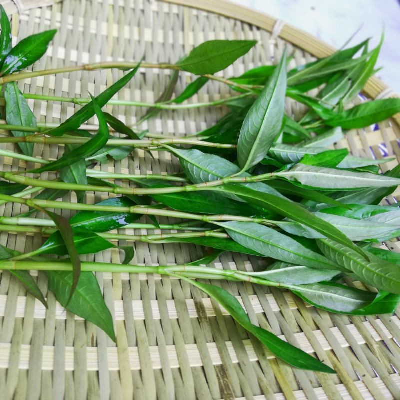 云南特产新鲜香柳越南蓼草红辣鱼蓼叻沙叶香料其它